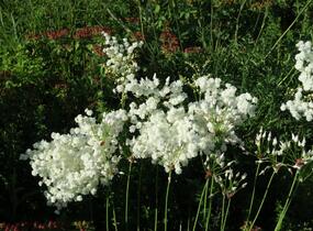 Tužebník obecný 'Plena' - Filipendula vulgaris 'Plena'