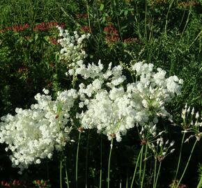 Tužebník obecný 'Plena' - Filipendula vulgaris 'Plena'