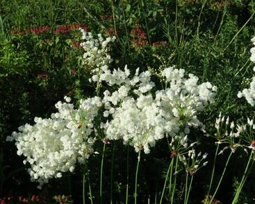 Tužebník obecný 'Plena'