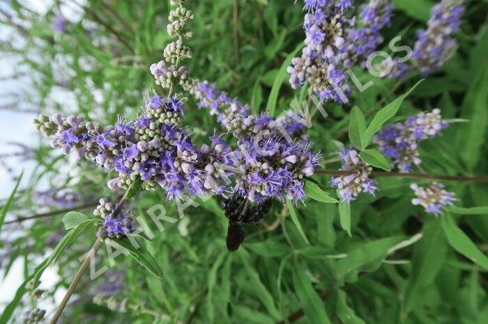 Drnek obecný - Vitex agnus castus