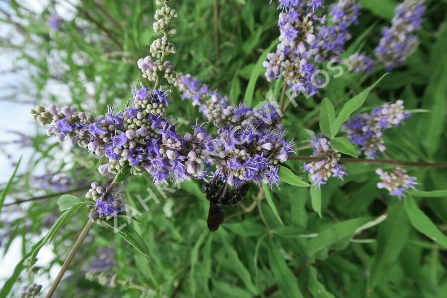 Drnek obecný - Vitex agnus castus