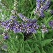 Drnek obecný - Vitex agnus castus