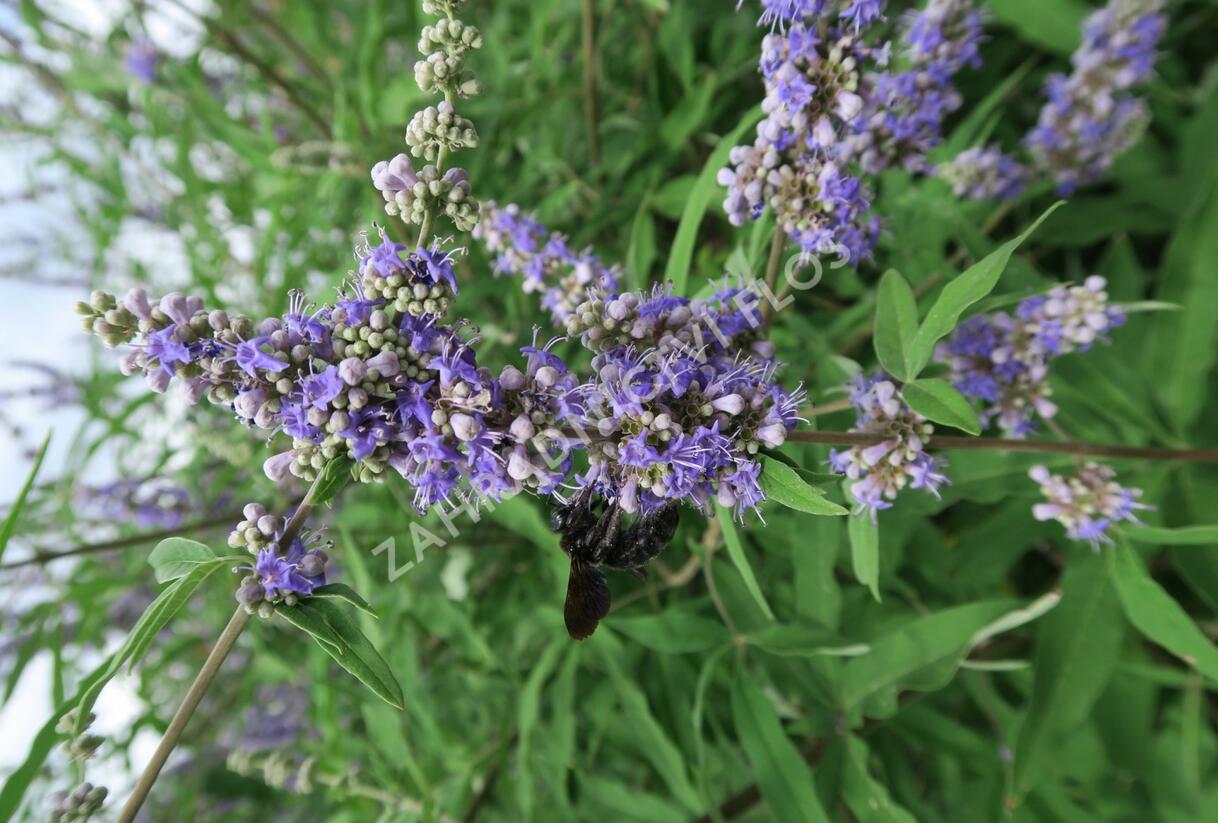 Drmek obecný - Vitex agnus castus