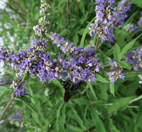 Drnek obecný - Vitex agnus castus