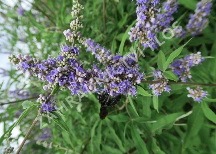 Drnek obecný - Vitex agnus castus
