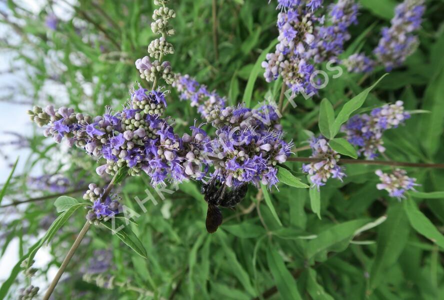 Drmek obecný - Vitex agnus castus
