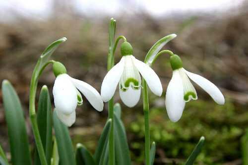 Sněženka podsněžník - Galanthus nivalis