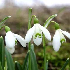 Sněženka podsněžník - Galanthus nivalis