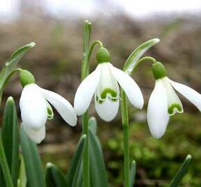 Sněženka podsněžník - Galanthus nivalis