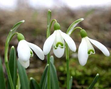 Sněženka podsněžník