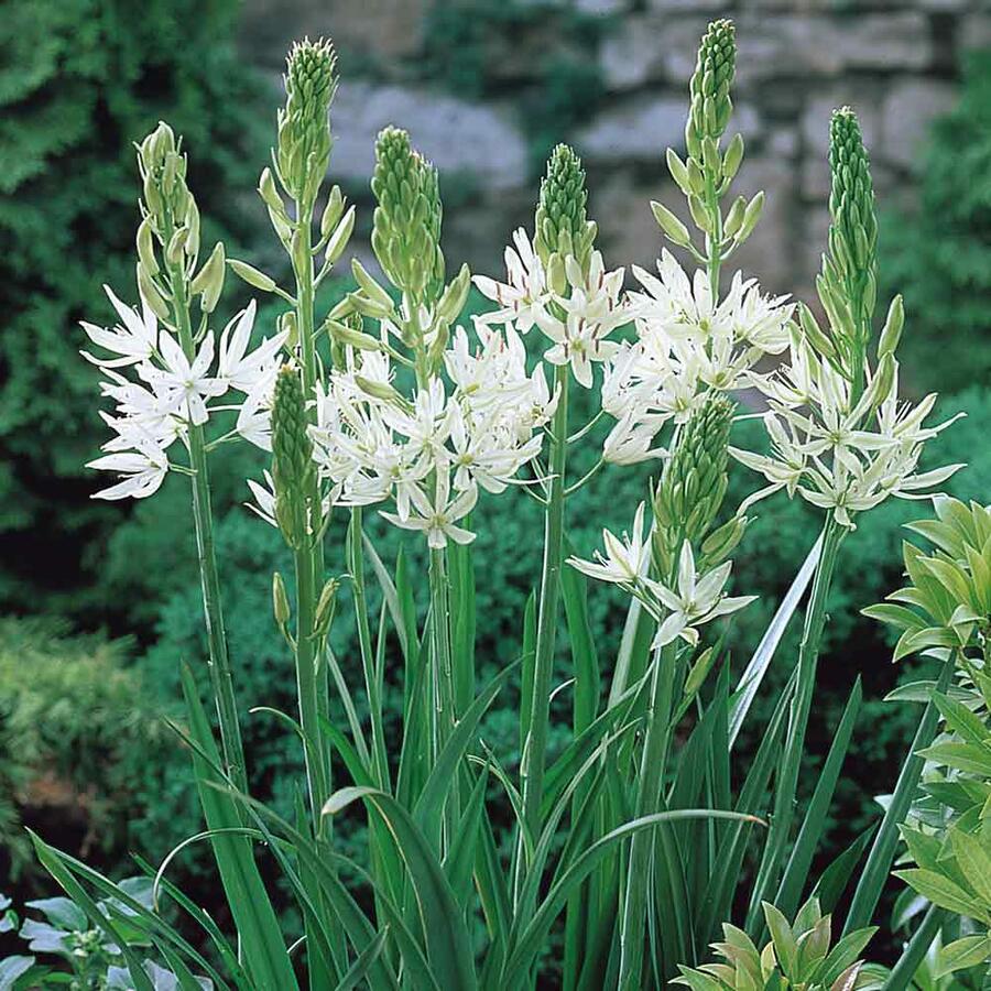 Ladoník 'Alba' - Camassia leichtlinii 'Alba'