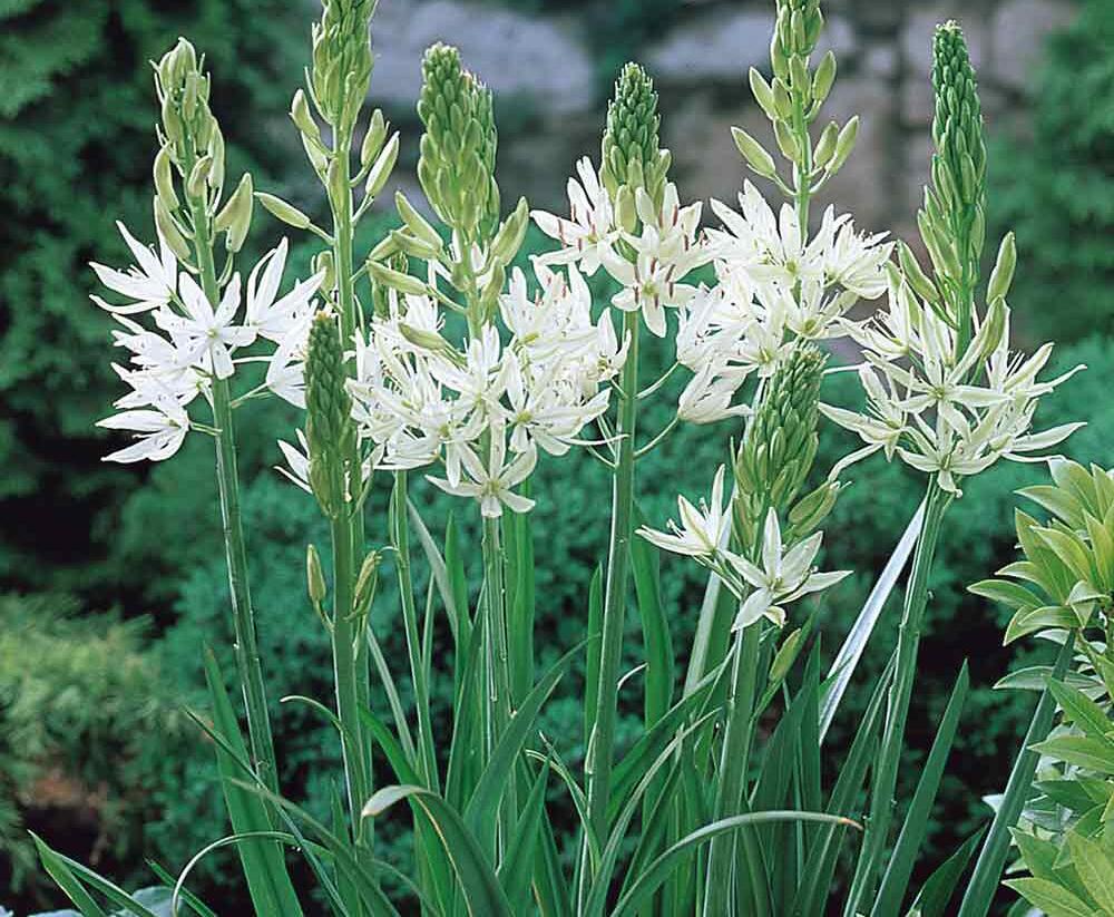 Ladoník 'Alba' - Camassia leichtlinii 'Alba'