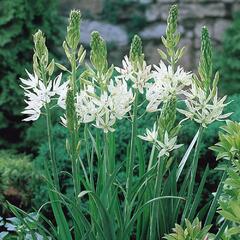 Ladoník 'Alba' - Camassia leichtlinii 'Alba'