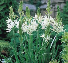 Ladoník 'Alba' - Camassia leichtlinii 'Alba'