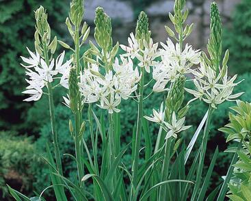 Ladoník 'Alba'