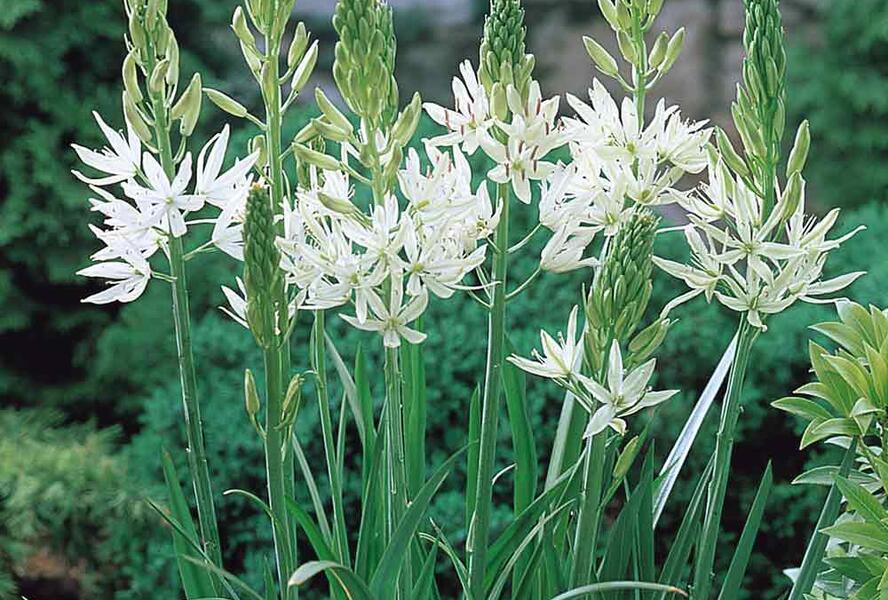 Ladoník 'Alba' - Camassia leichtlinii 'Alba'
