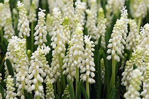 Modřenec širokolistý 'Album' - Muscari botryoides 'Album'