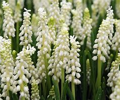 Modřenec širokolistý 'Album' - Muscari botryoides 'Album'