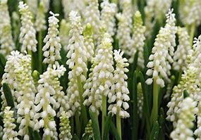 Modřenec širokolistý 'Album' - Muscari botryoides 'Album'