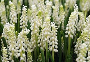 Modřenec širokolistý 'Album'