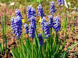 Modřenec širokolistý - Muscari botryoides