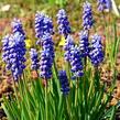 Modřenec širokolistý - Muscari botryoides