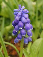 Modřenec širokolistý - Muscari botryoides