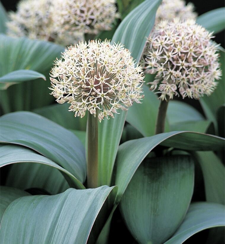 Česnek karatavský - Allium karataviense