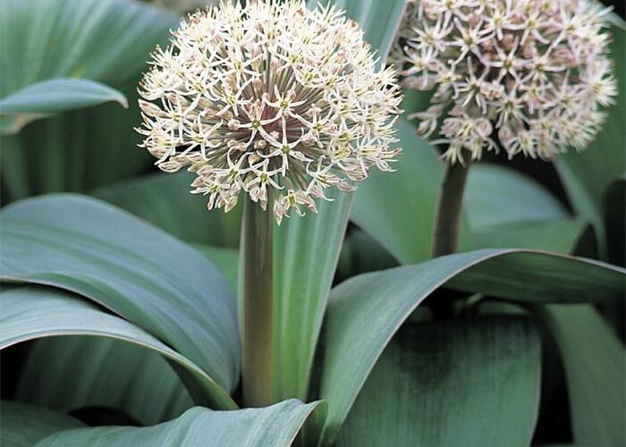 Česnek karatavský - Allium karataviense