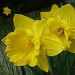 Narcis trubkovitý 'Golden Harvest' - Narcissus Trumpet 'Golden Harvest'