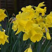 Narcis trubkovitý 'Golden Harvest' - Narcissus Trumpet 'Golden Harvest'