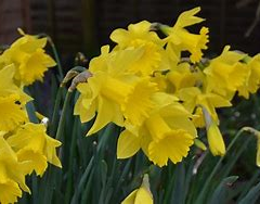 Narcis trubkovitý 'Golden Harvest' - Narcissus Trumpet 'Golden Harvest'