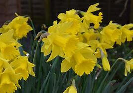 Narcis trubkovitý 'Golden Harvest'