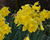 Narcis trubkovitý 'Golden Harvest'