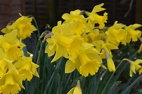 Narcis trubkovitý 'Golden Harvest' - Narcissus Trumpet 'Golden Harvest'