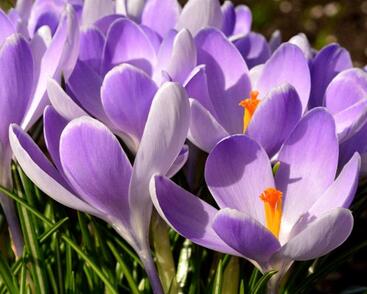 Krokus, šafrán 'Vanguard'