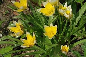 Tulipán pozdní - Tulipa urumiensis