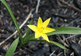 Tulipán pozdní - Tulipa urumiensis