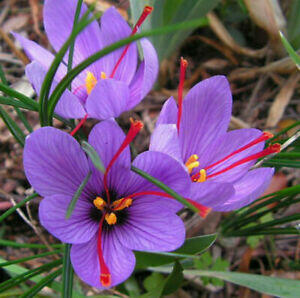 Krokus, šafrán setý - Crocus sativus
