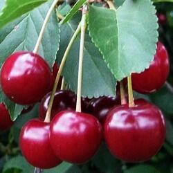 Višeň pozdní kyselka 'Samor' - Prunus cerasus 'Samor'