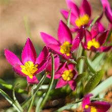 Tulipán botanický nízký 'Yellow Heart' - Tulipa humilis violacea 'Yellow Heart'