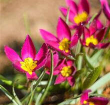 Tulipán botanický nízký 'Yellow Heart' - Tulipa humilis violacea 'Yellow Heart'