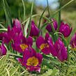 Tulipán botanický nízký 'Yellow Heart' - Tulipa humilis violacea 'Yellow Heart'