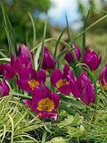 Tulipán botanický nízký 'Yellow Heart'
