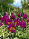 Tulipán botanický 'Yellow Heart' - Tulipa pulchella violacea 'Yellow Heart'