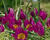 Tulipán botanický nízký 'Yellow Heart'