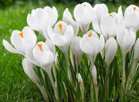 Krokus, šafrán 'Jeanne d' Arc' - Crocus 'Jeanne d' Arc'