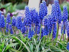 Modřenec arménský - Muscari armeniacum