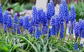 Modřenec arménský - Muscari armeniacum