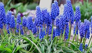 Modřenec arménský - Muscari armeniaca